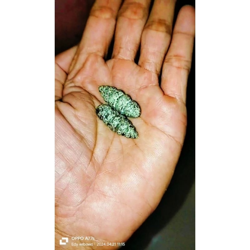 Jual WESI KUNING NYALA MERAH | Shopee Indonesia