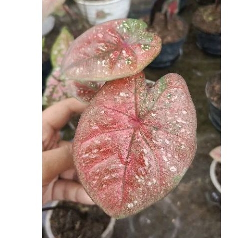 Jual caladium hybrid merah 1 | Shopee Indonesia