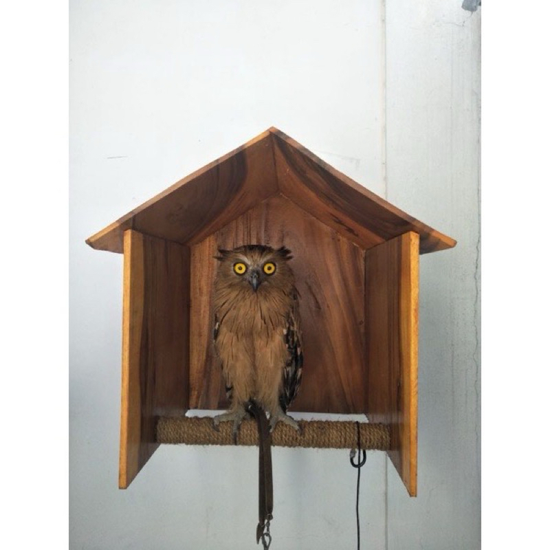 Jual kandang burung hantu bubo sumatranus size 60.60.70 | Shopee Indonesia