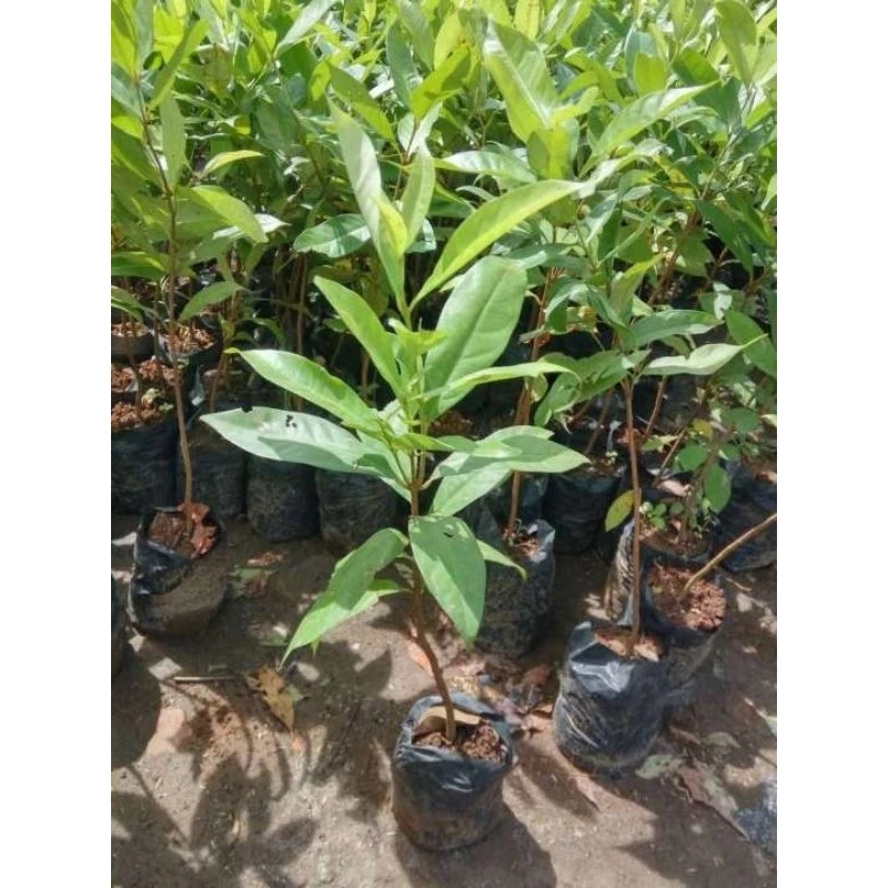 Jual Tanaman Surabaya