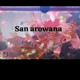 Jual ikan rff red feifeng tankmate predator rff import | Shopee Indonesia