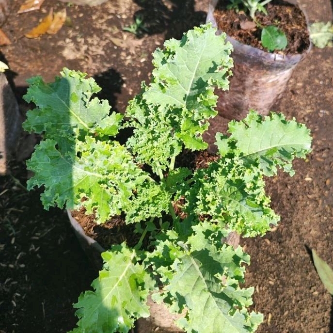 kale curly tanaman sayuran bibit