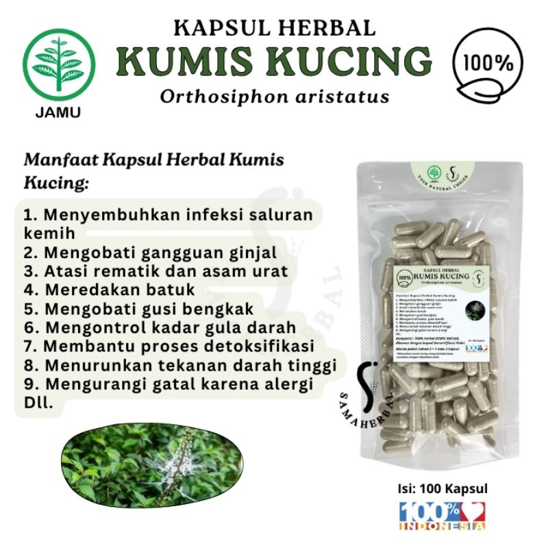 Air rebusan kumis kucing sebagai minuman herbal untuk kesehatan ginjal