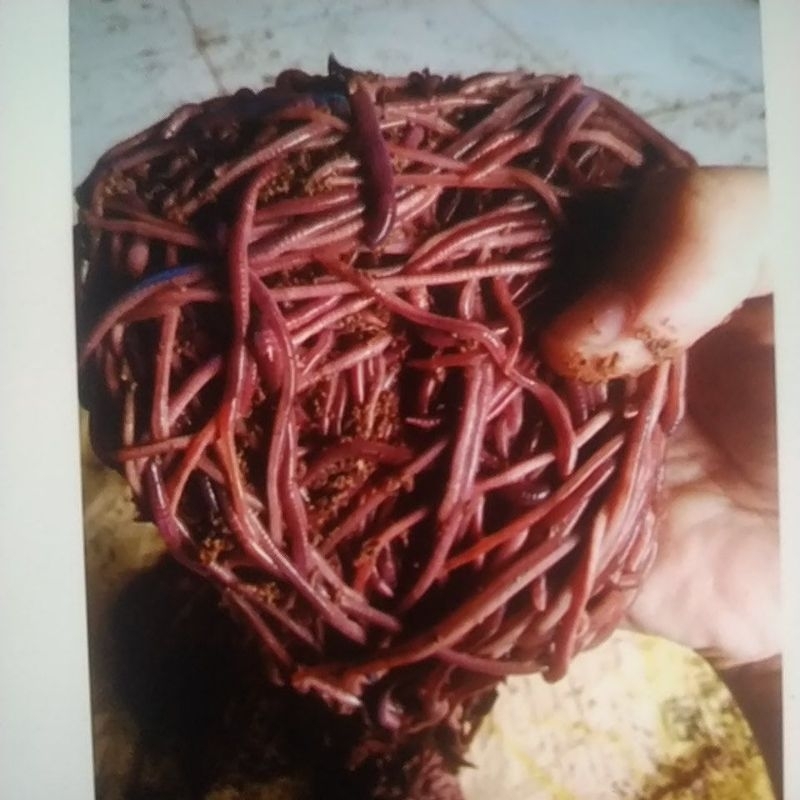 Jual Cacing Tanah LUMBRICUS,ANC,dan TIGER /Cacing Tanah Merah /Cacing ...