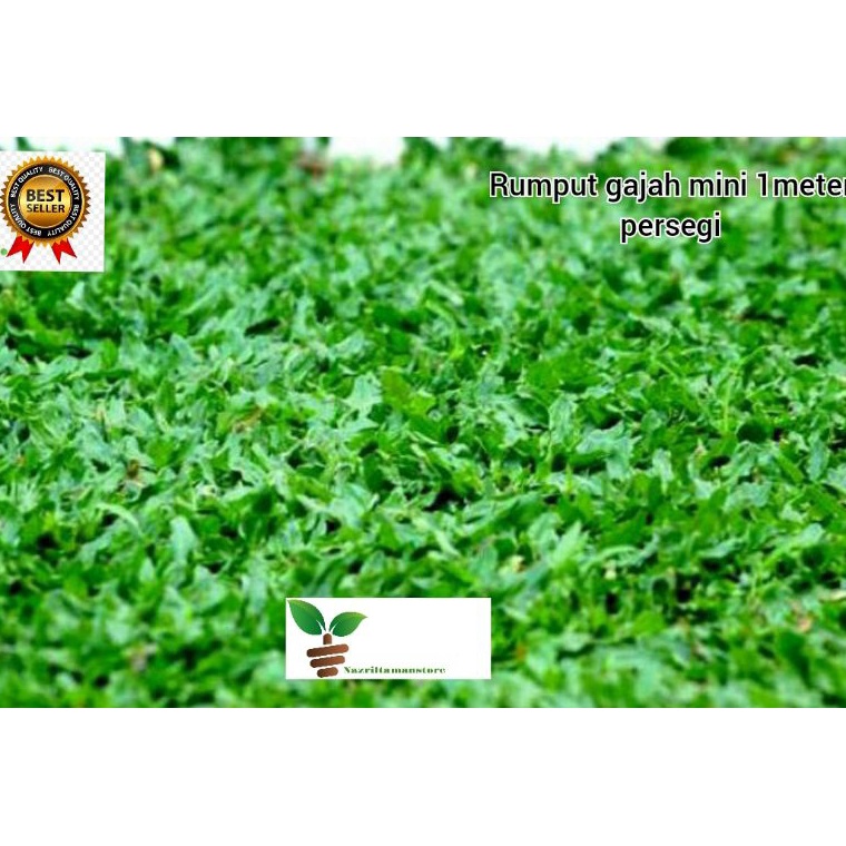 Jual Best Product Rumput Gajah Mini 1 Meter Persegi Promo Hari Ini