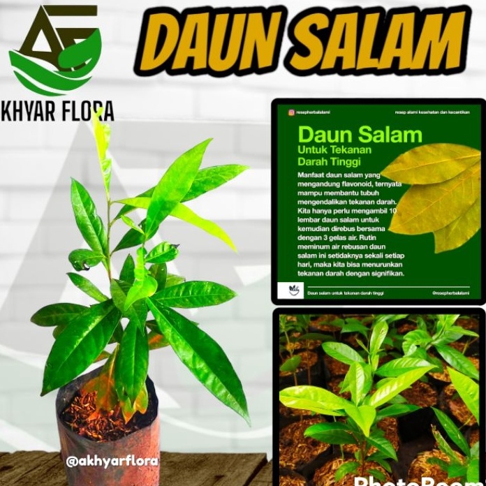 Jual Penjualan TerbaikCOD Tanaman Daun Salam Penyedap Masakan Tanaman ...