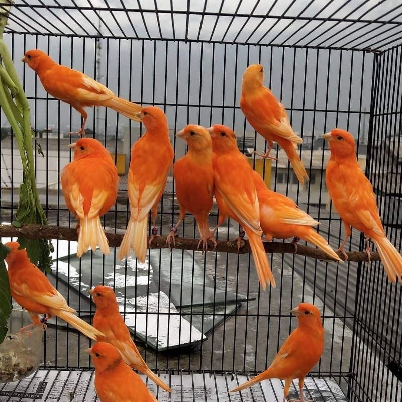 Jual BURUNG KENARI MERLOK MERAH LOKAL | Shopee Indonesia