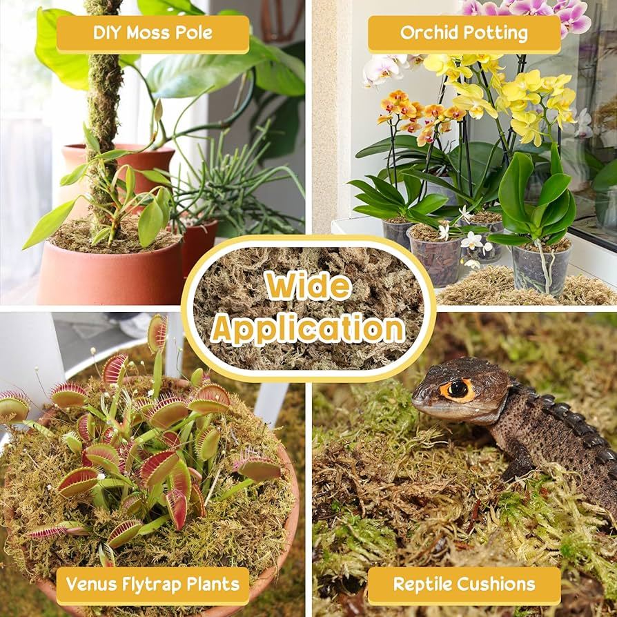 Jual Sphagnum Moss Media Tanam Dan Substrate Reptile Substrate