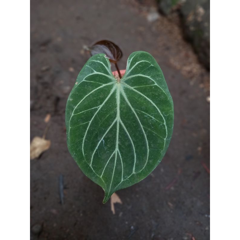 キングオブスペードHu x Red Crystalinum 20cm over キングオブスペードHu x Red Crystalinum 20cm over Anthurium