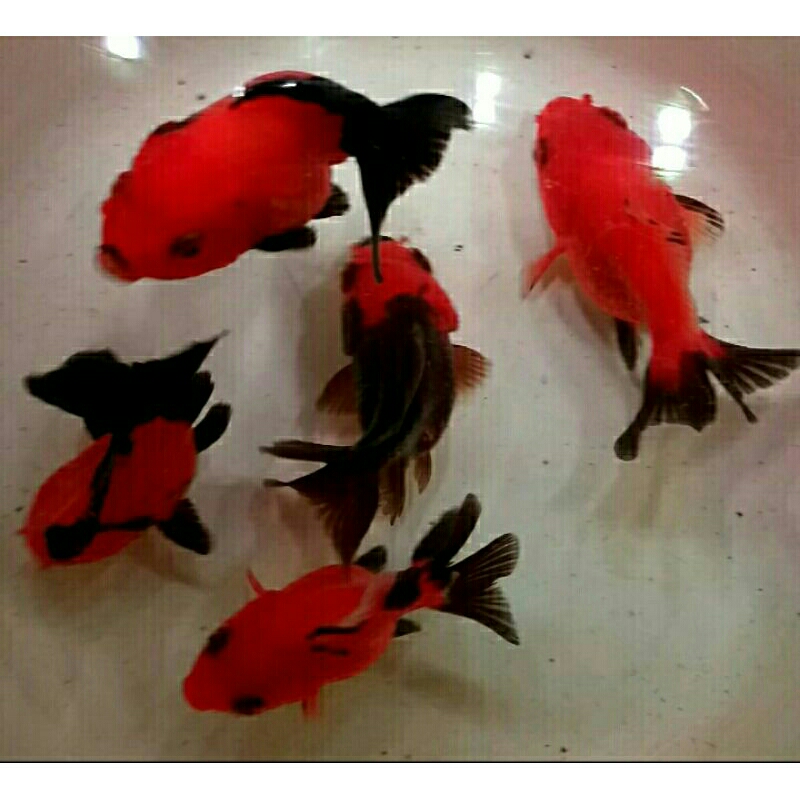 Jual Ikan mas koki Oranda tanco tri color bagong | Shopee Indonesia