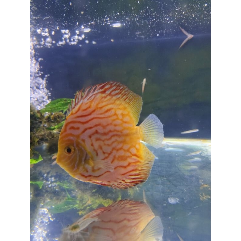 Jual Discus Indukan 4 - 5 inch ( white pigeon , red map , white ckb ...