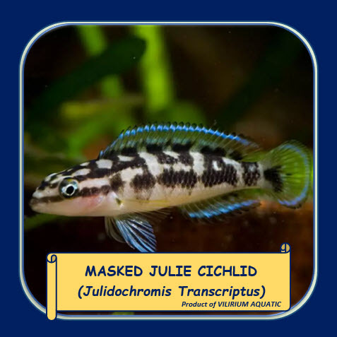Jual IKAN HIAS AIR TAWAR - CICHLID MASKED JULIE / MASKED JULIE CICHLID ...