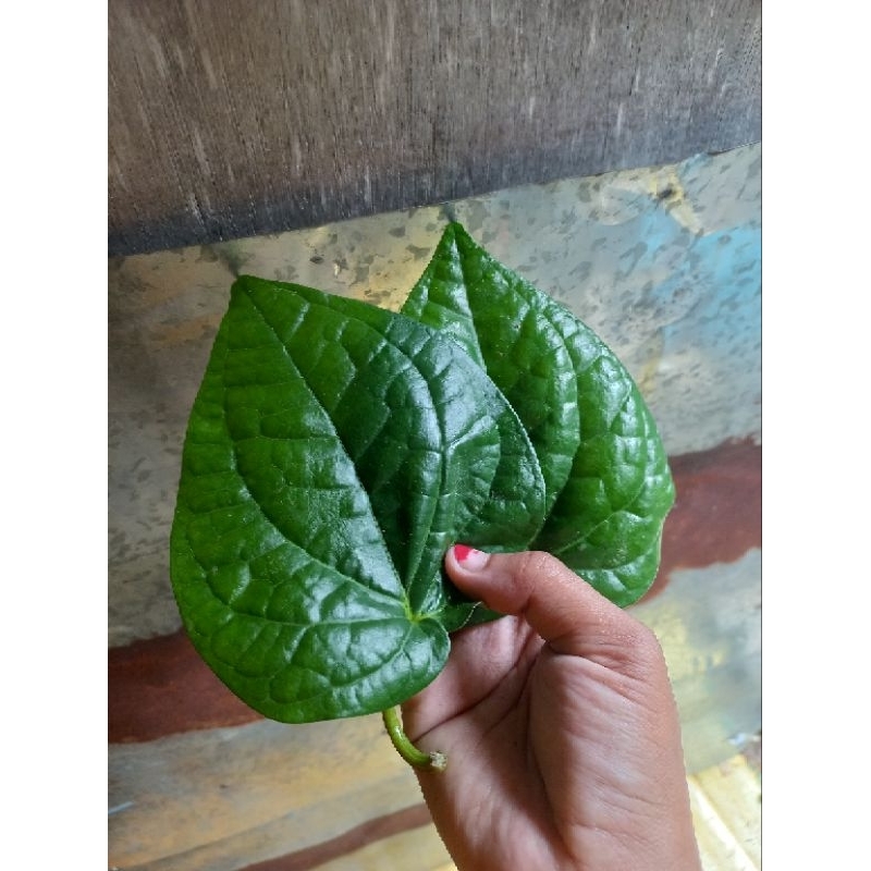 Jual Daun wungu Handeuleun daun ungu daun pare daun sembukan daun keji ...