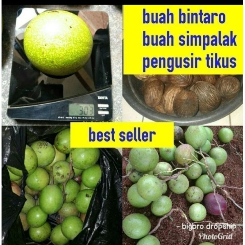 Jual Buah Simpalak Buah Bintaro Pengusir Tikus Alami Buah Bintaro