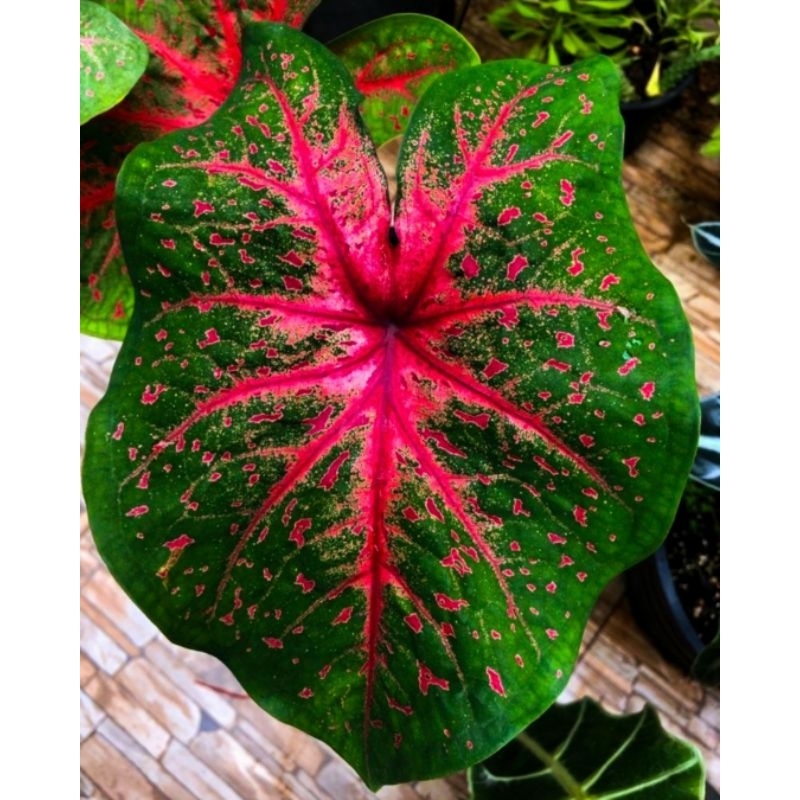 Jual ( BISA COD ) Caladiun Red Flash Keladi Hias Red Flash Tanaman Hias ...