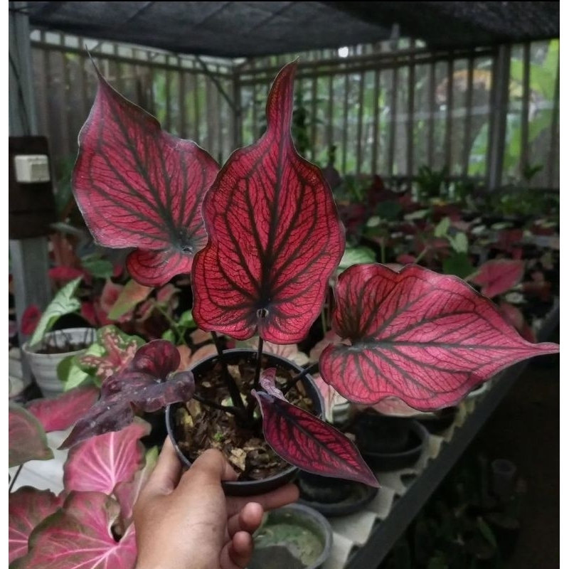 Jual Caladium Red Stone-Tanaman Hias Keladi Red Stone-Keladi Merah ...