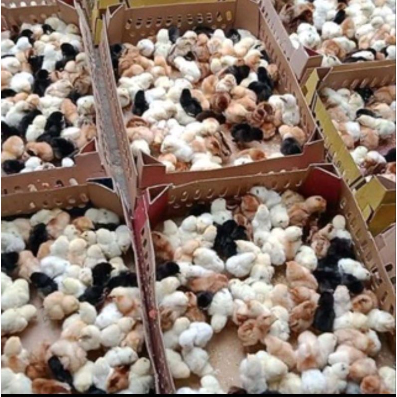 Jual Doc Ayam Joper - Anak Ayam Joper - Ayam Kampung Super | Shopee ...