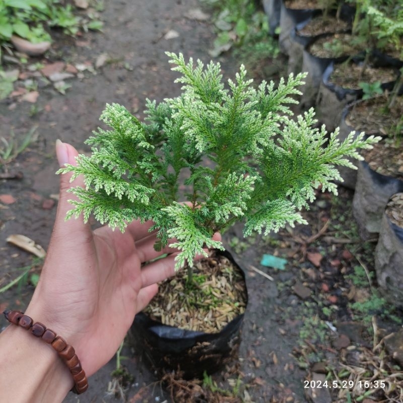 Jual Paket Hemat 3 Tanaman ( Cemara Silver, Cemara Inoki Putih, Mirten ...