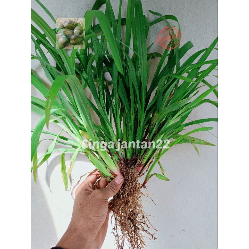 Jual 20 batang Bibit Setaria atau Sataria Demplot satu rumpun | Shopee ...