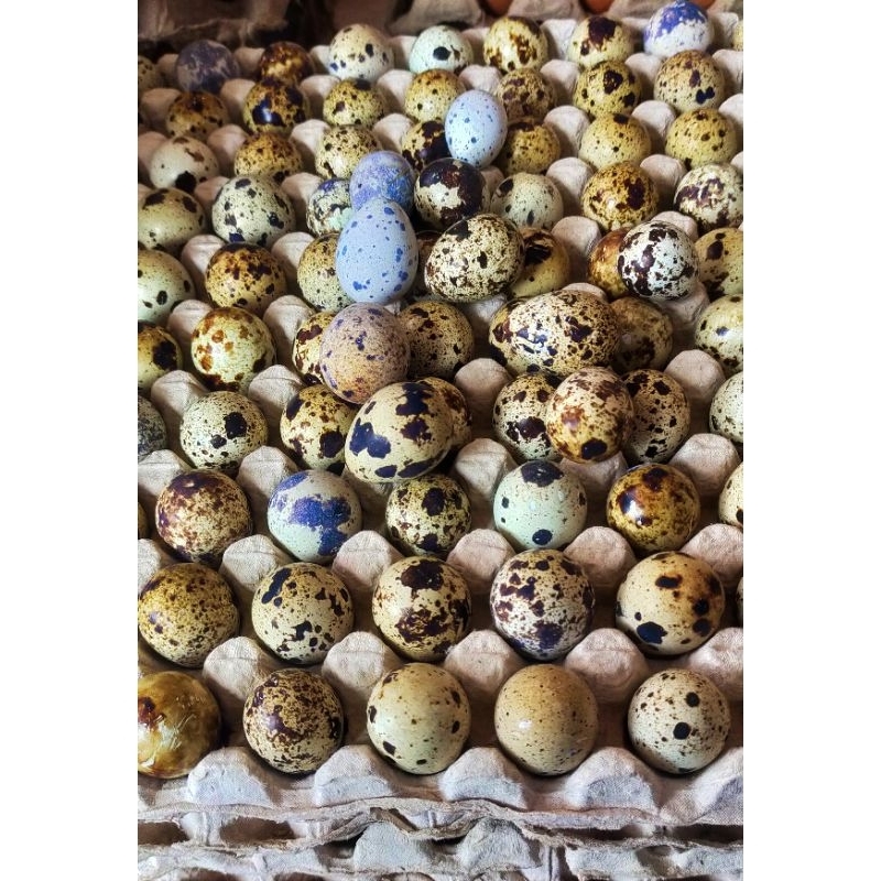 Jual TELUR PUYUH 1 RAK (90 BUTIR) | Shopee Indonesia