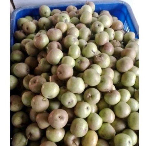 Jual Apel Malang Manalagi Mini 2kg | Shopee Indonesia