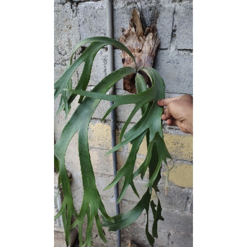 Jual Simbar menjagan realpic sesuai gambar | Shopee Indonesia