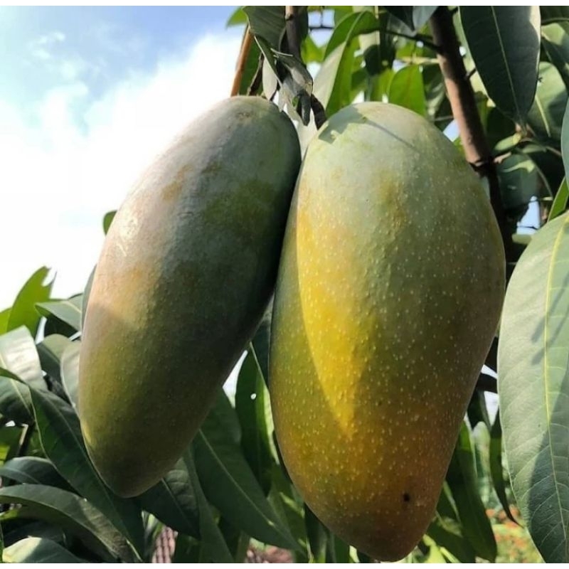 Bibit Mangga Kiojay Jumbo, Hasil Okulasi, Siap Berbuah