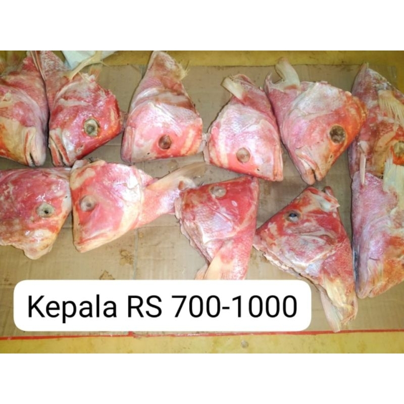 Jual KEPALA IKAN KAKAP | Shopee Indonesia