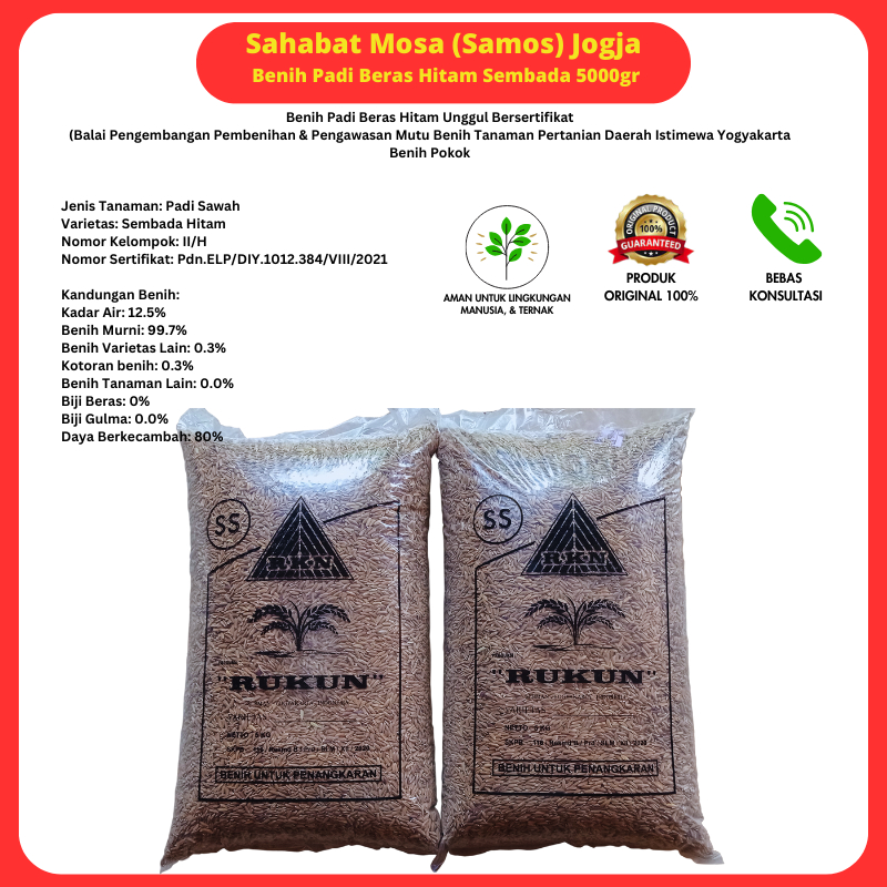 Jual Benih Bibit Padi Gabah Beras Hitam Original Asli Murni dan ...