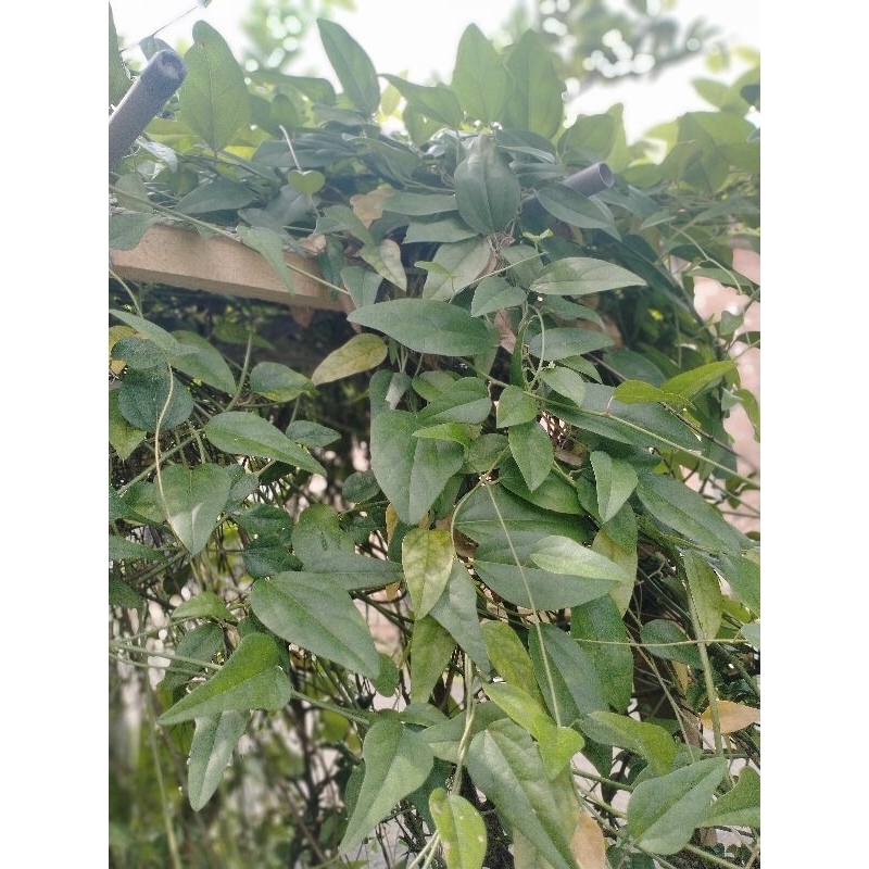 Jual Daun Cincau Rambat (Harga per 500g) | Shopee Indonesia