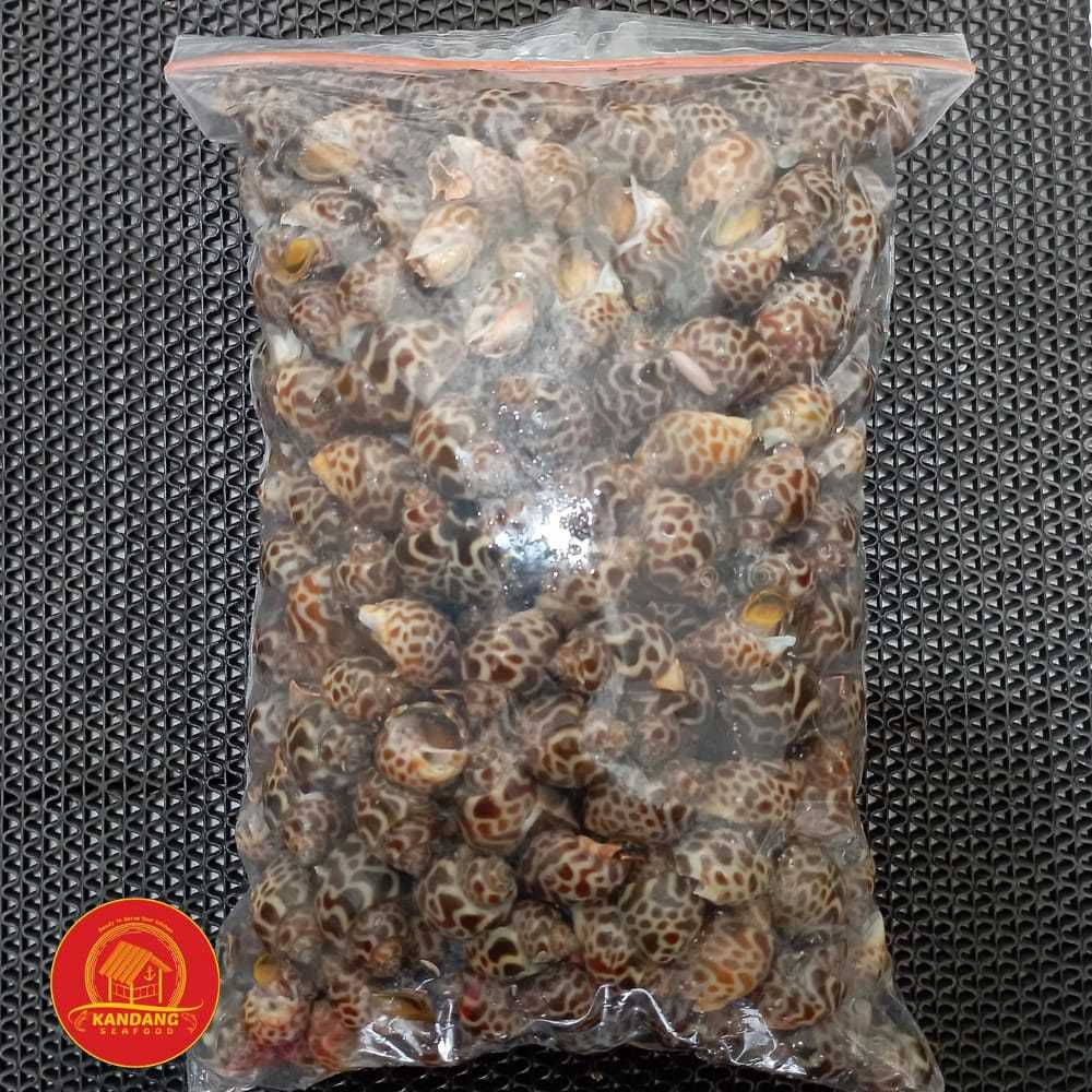 Jual Kerang Keong Macan Frozen 1 Kg | Shopee Indonesia