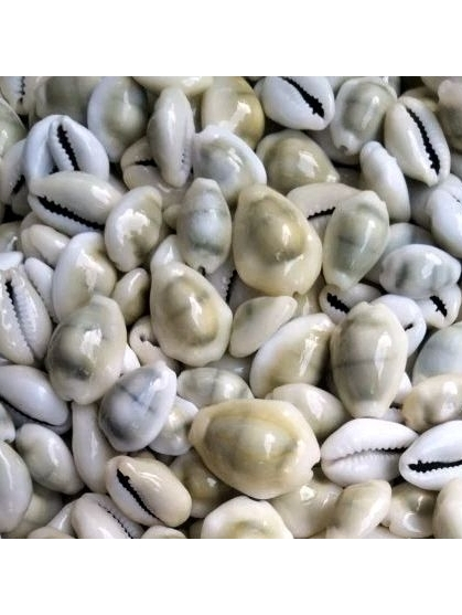 Jual Cangkang kerang buli kopi kuning utuh super all size 1 kg | Shopee ...