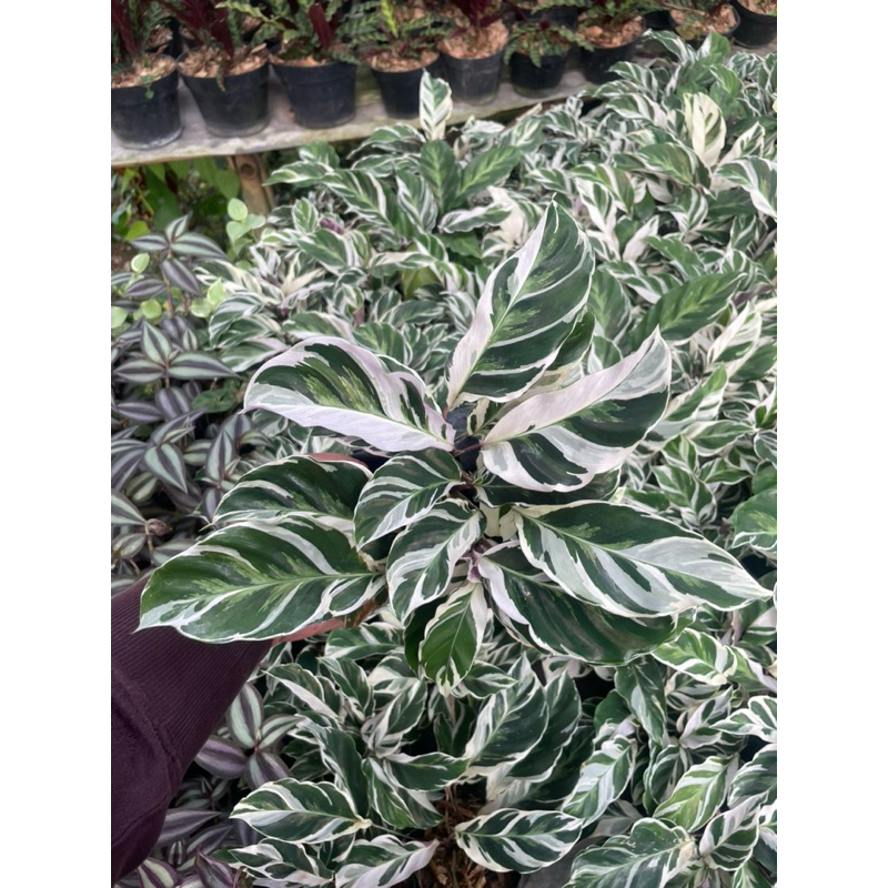 Jual Tanaman hias Calathea ( Calathea white fusion/Calathea tisu ...