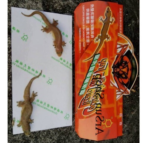 Jual PERANGKAP CICAK DAN KECOAK COCKROACH & LIZARD TRAP LEM KECOA ...