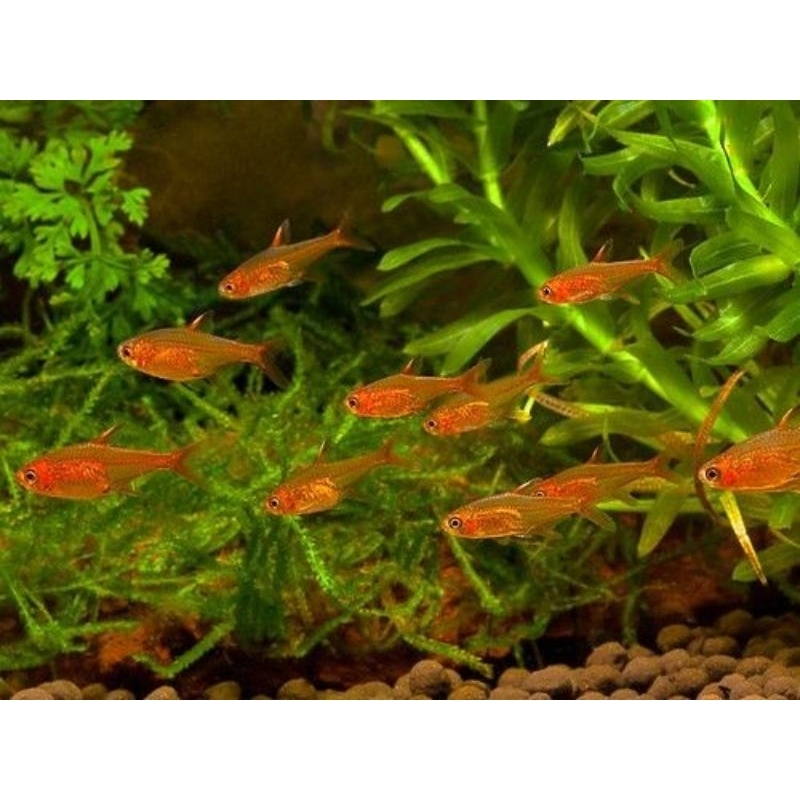 Jual Ikan Hias Amandae Ember Tetra | Shopee Indonesia