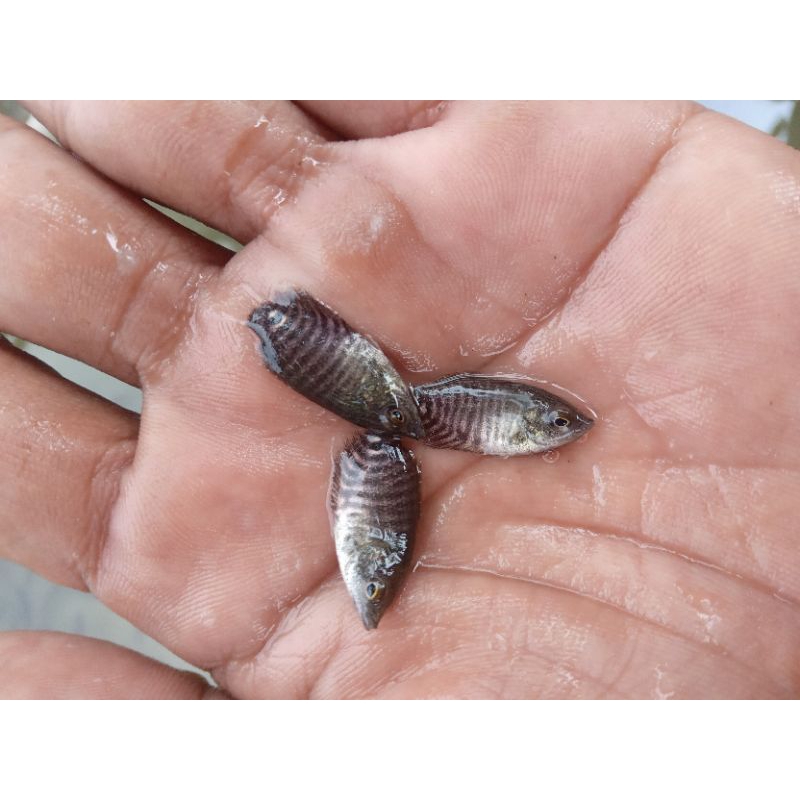 Jual paketan 50 bibit gurame soang nguaci(berkualitas) | Shopee Indonesia