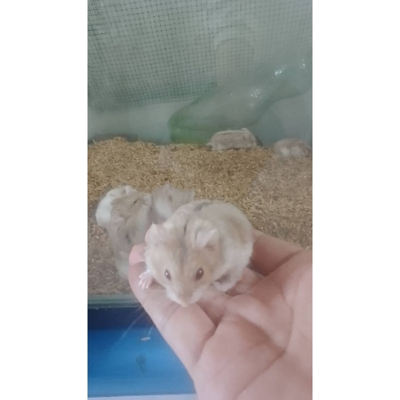 Jual Promo Hamster Hidup Winter White Murah | Shopee Indonesia