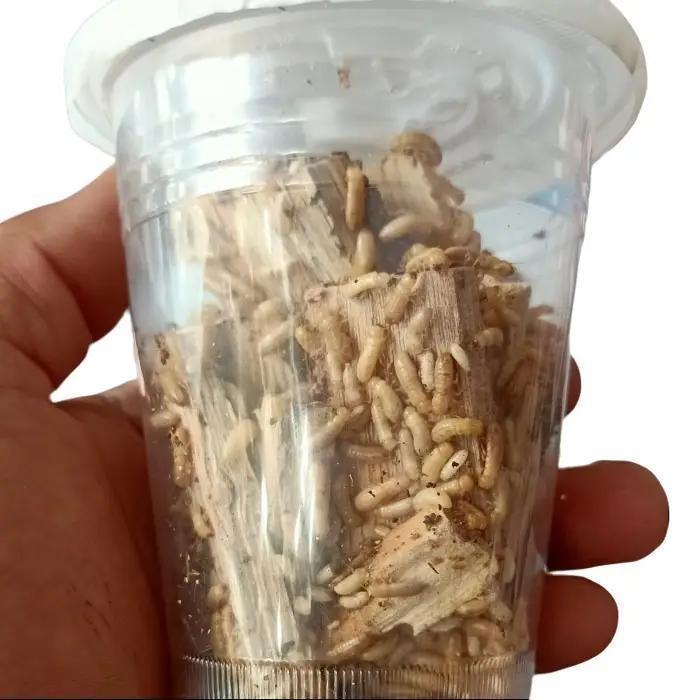Jual Umpan Mancing | Rangas Pua Poa Warangas Umpan mancing Microfishing ...