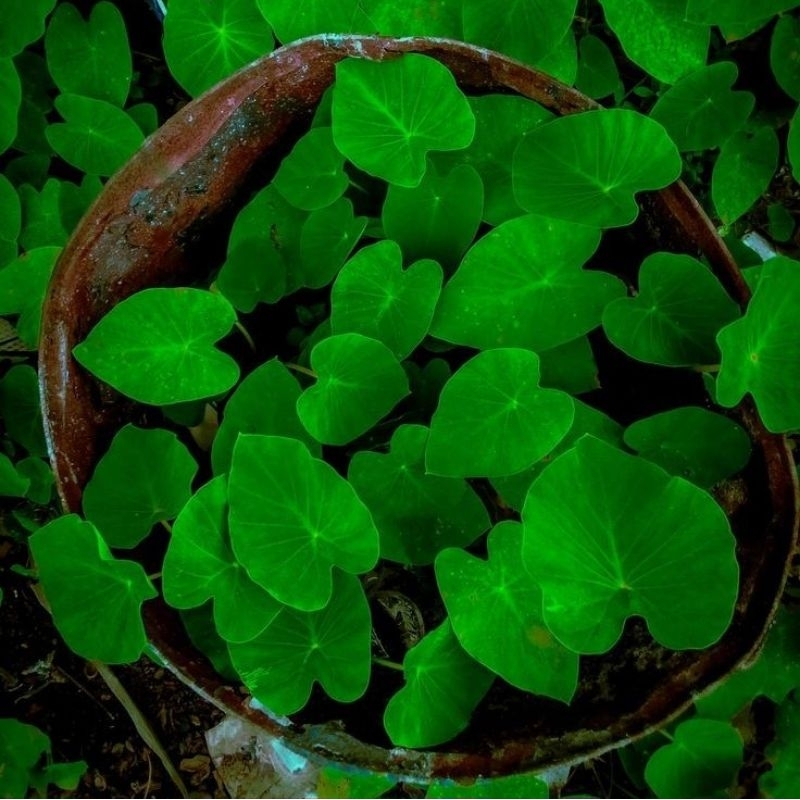 Jual Talas mini hijau Biru Ungu untuk hiasan,Tanaman air mini Cantik ️ ...