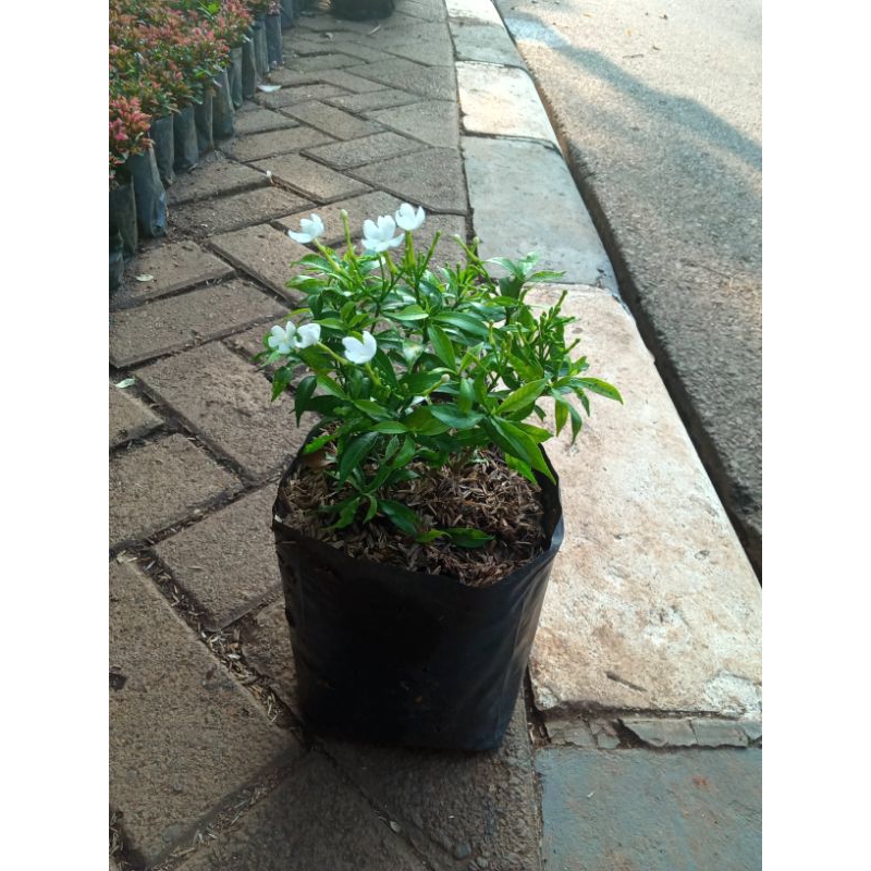 Jual Tanaman Hias Rombusa | Shopee Indonesia