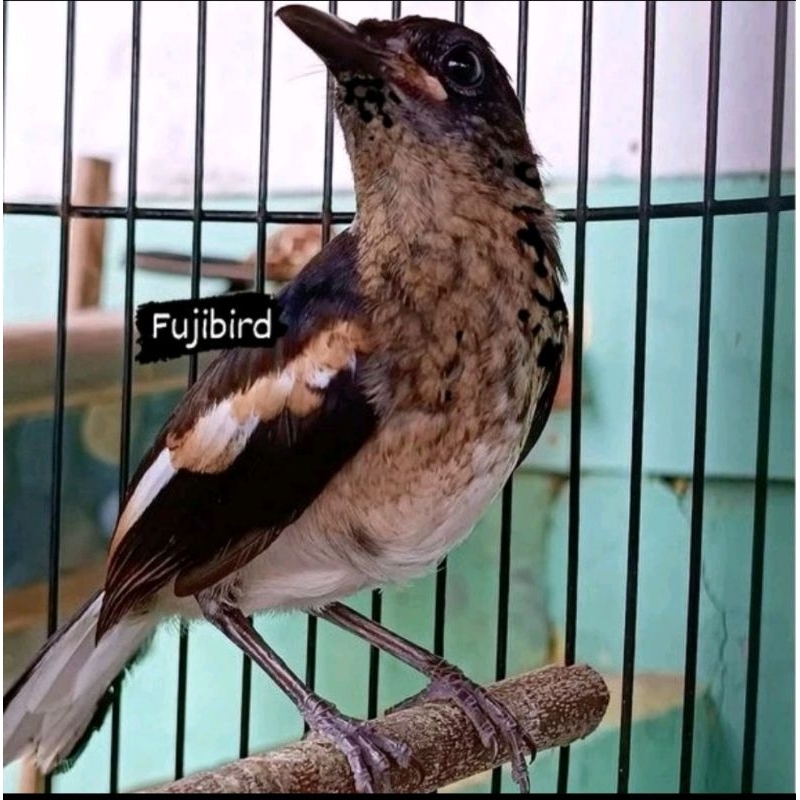 Jual KACER TROTOL JANTAN DADA PUTIH | Shopee Indonesia