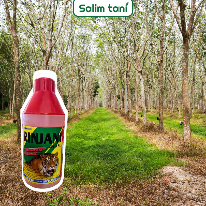 Jual Herbisa Sistemik Racun Rumput RINJANI 490 SL Mengendalikan Gulma ...