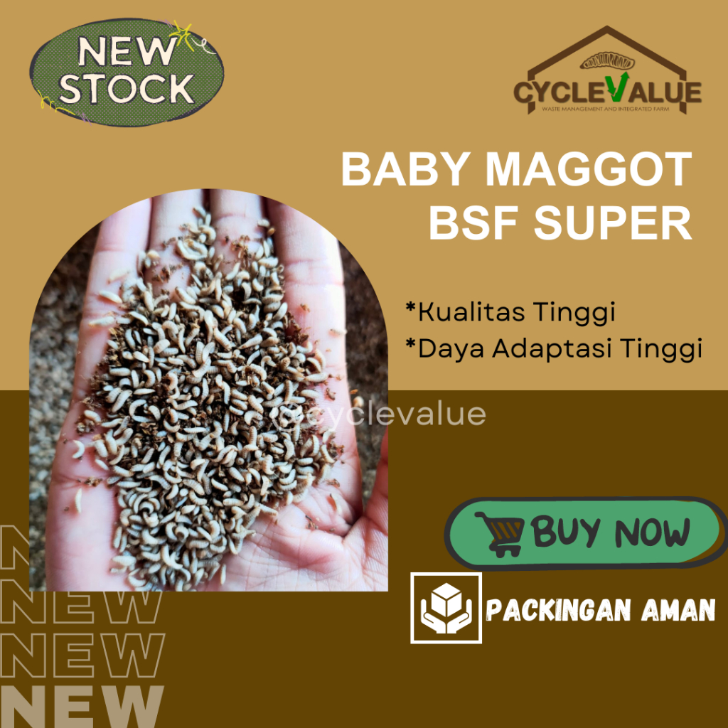 Jual Baby Maggot BSF Super – Kualitas Tinggi, Adaptasi Cepat! | Shopee ...
