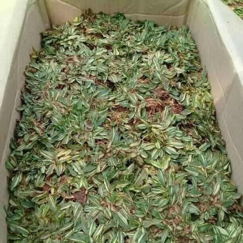 Jual bibit rumput gajah mini varigata cocok untuk taman | Shopee Indonesia