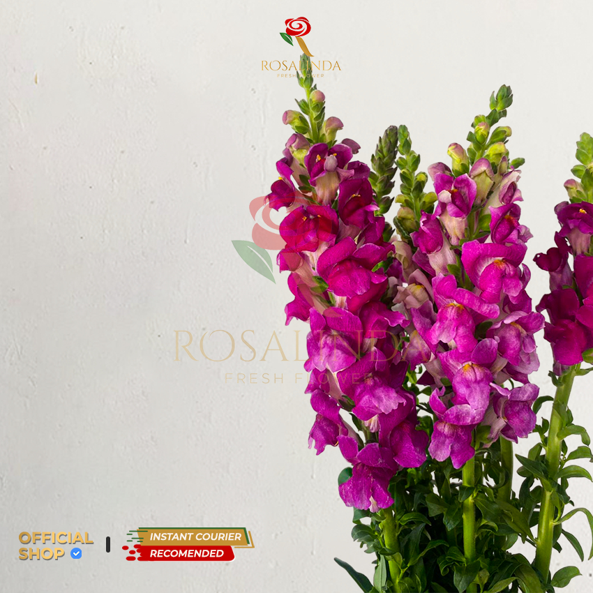 Jual Bunga Snapdragon / Bunga Potong Segar | Shopee Indonesia