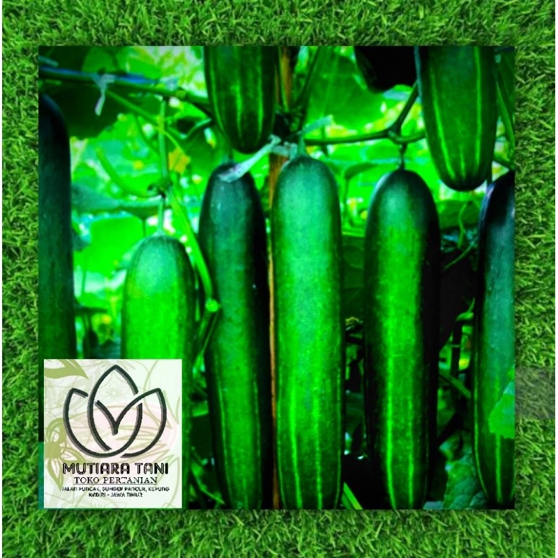 Jual TIMUN GENJAH BUAH HIJAU BESAR F1 LEGENDA 20gr | Shopee Indonesia