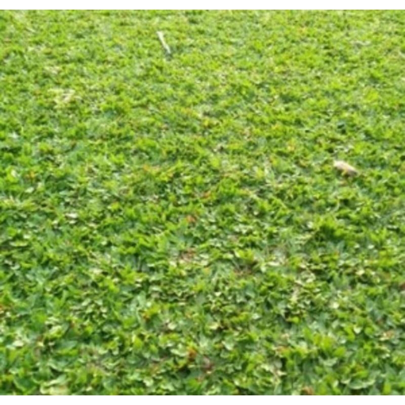 Jual rumput gajah mini per satu meter | Shopee Indonesia