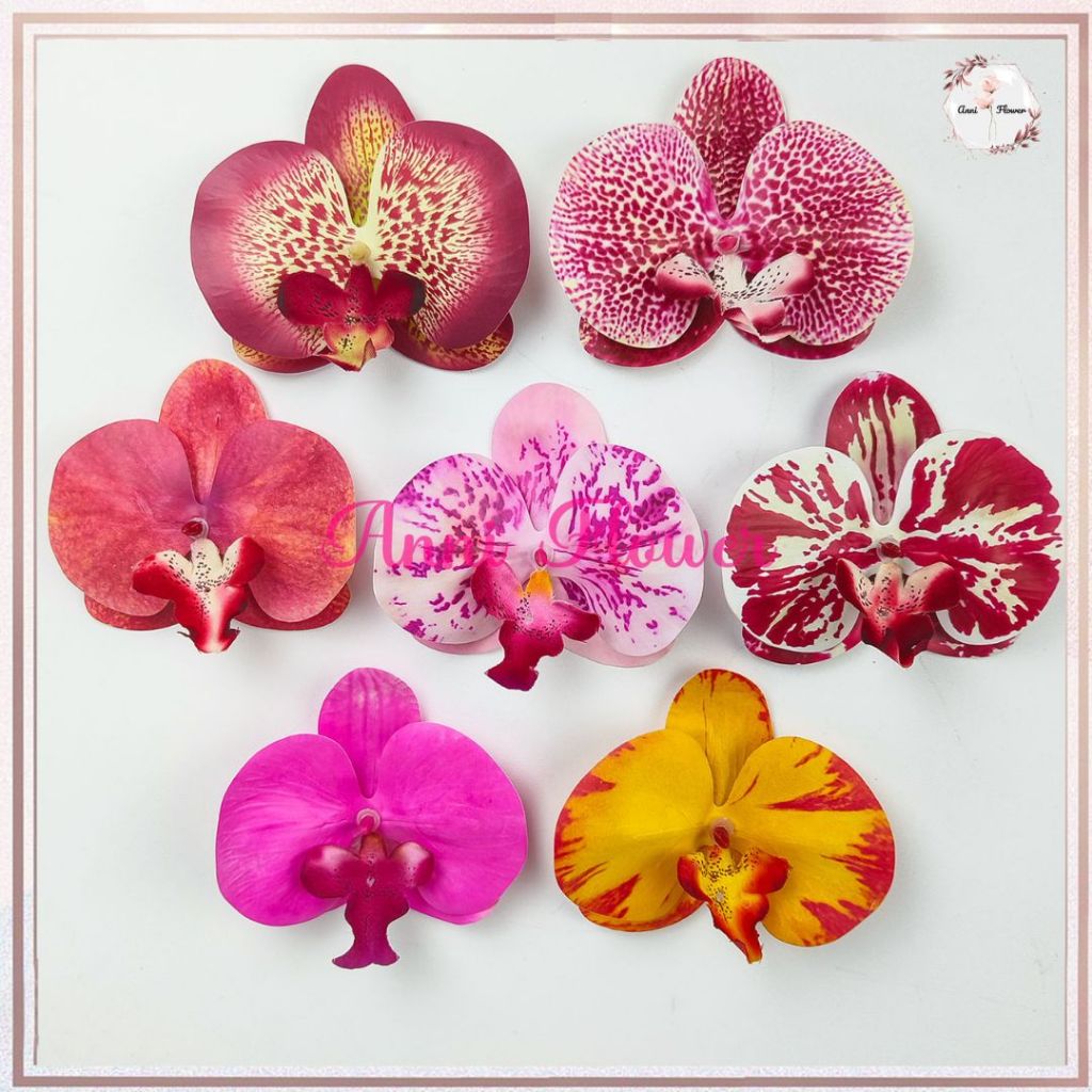 Jual Bunga Orchid Terlengkap & Harga Terbaru Oktober 2026 | Shopee ...