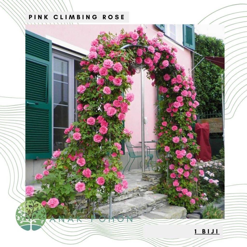 Jual Benih Bibit Biji - Bunga Mawar Rambat Pink / Pink Climbing Rose ...