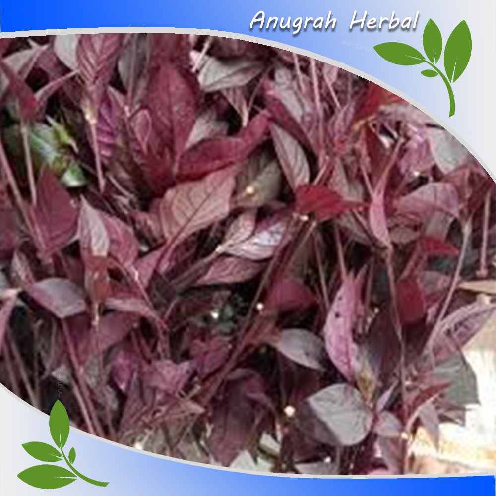 Jual Daun Ungu Segar 500 gr - Daun Kopi Hideung - Daun Handeuleum Fresh ...